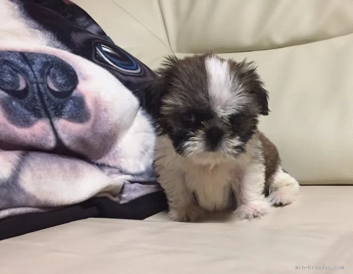 あべちん 様のお迎えした子犬