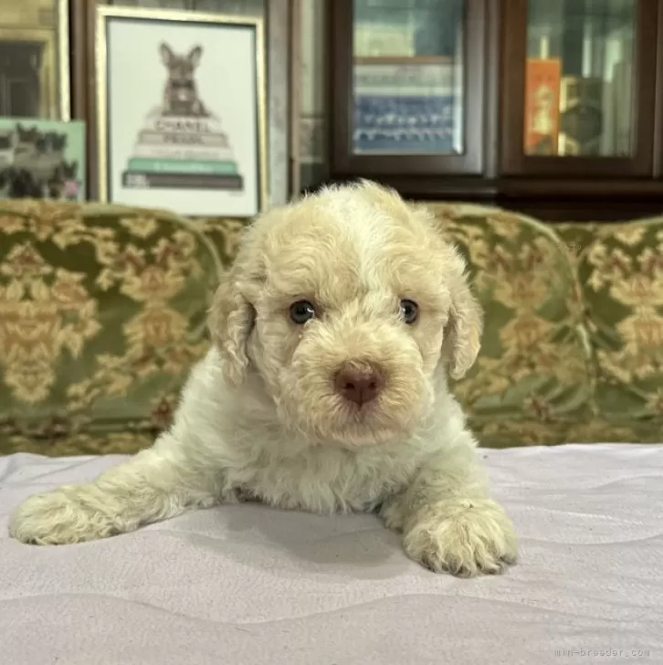 ID：2408-00973の子犬