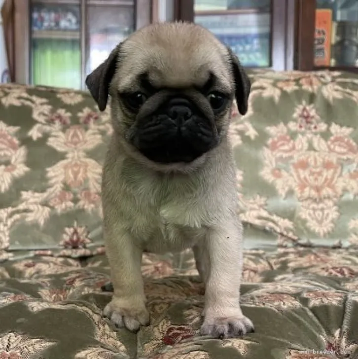 ID：2212-05116の子犬