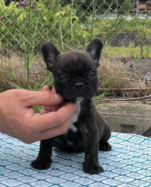 けんころん 様のお迎えした子犬