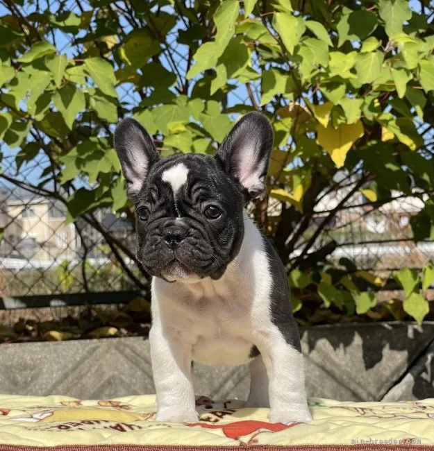 ID：2110-01993の子犬