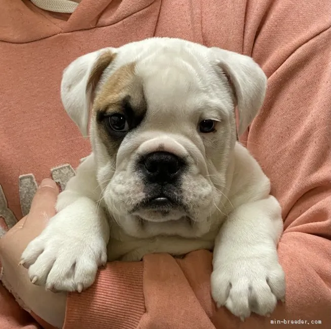 ID：2102-00948の子犬