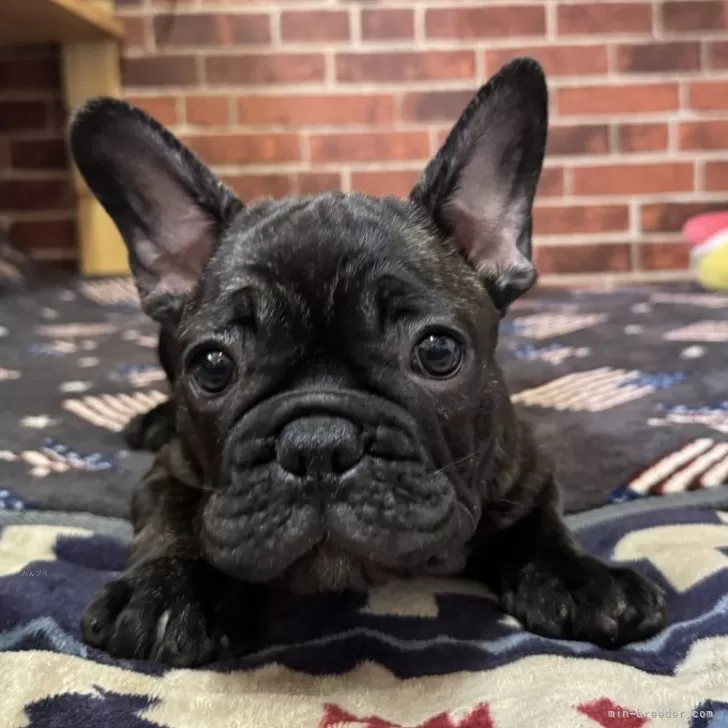 ID:2402-04368の子犬