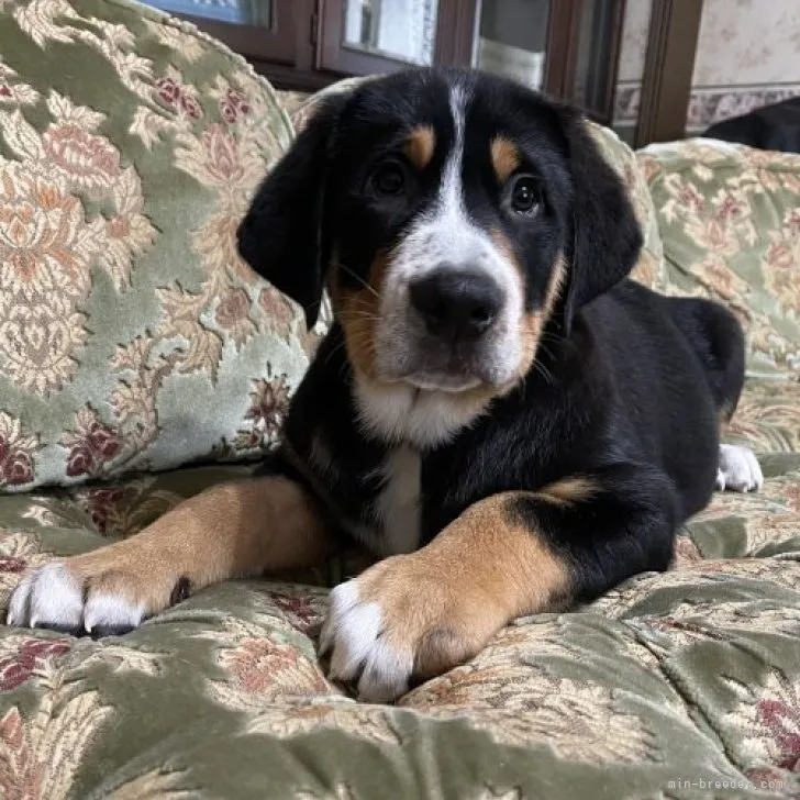 ID:2304-02829の子犬