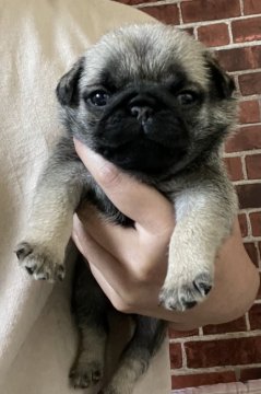 パグ【三重県・男の子・2021年6月19日・フォーン】の写真「❤️キュートBoy❤️」