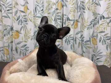 フレンチブルドッグ【三重県・女の子・2020年12月5日・ブリンドル】の写真「❤キュートGirl❤️」
