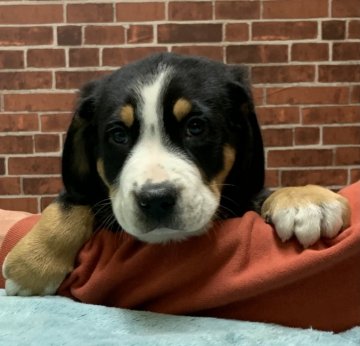 グレートスイスマウンテンドッグ【三重県・女の子・2021年2月3日・トライカラー】の写真「❤️甘えん坊な女の子❤️」