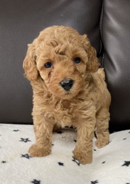 トイプードル(タイニー)【三重県・女の子・2021年8月4日・レッド】の写真「❤️マズルの短い女の子❤️」