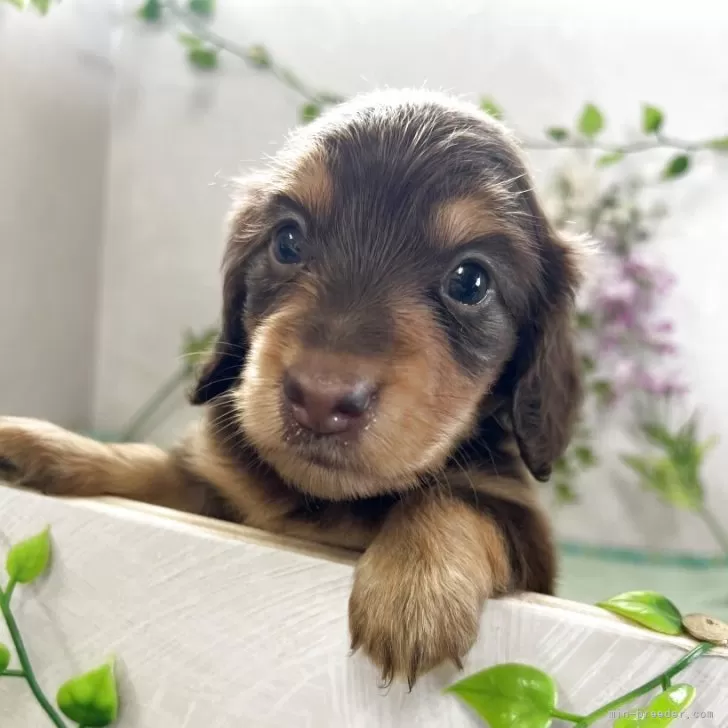 ID：2507-02442の子犬