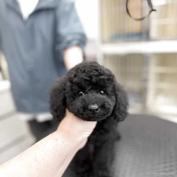 M.Y 様のお迎えした子犬