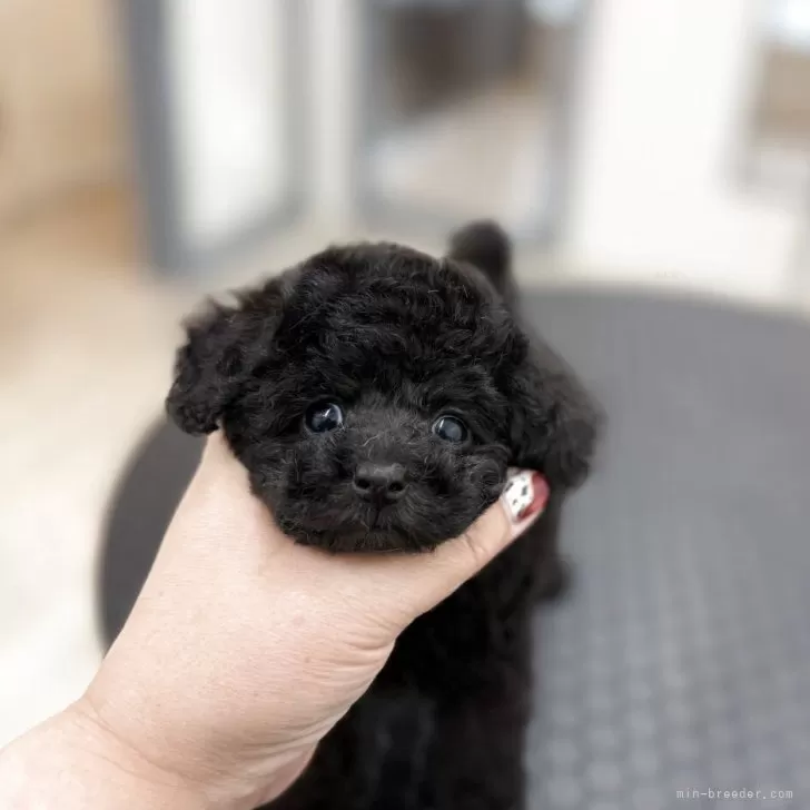 ID：2506-00488の子犬