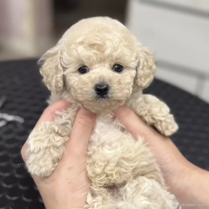 ID：2507-00500の子犬