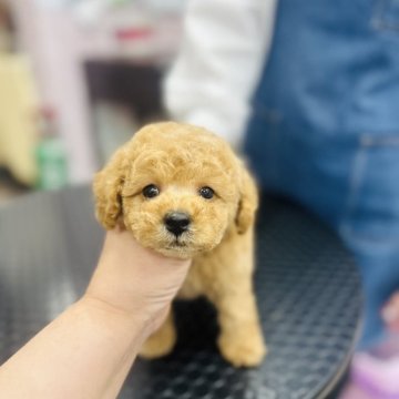トイプードル(トイ)【岐阜県・男の子・2025年7月7日・アプリコット】の写真「お目目がクリクリで可愛い子です。」