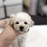 ティーカッププードル