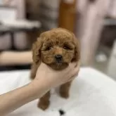 トイプードル(トイ)