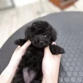 タイニープードル【岐阜県・女の子・2025年4月22日・ブラック】の写真2