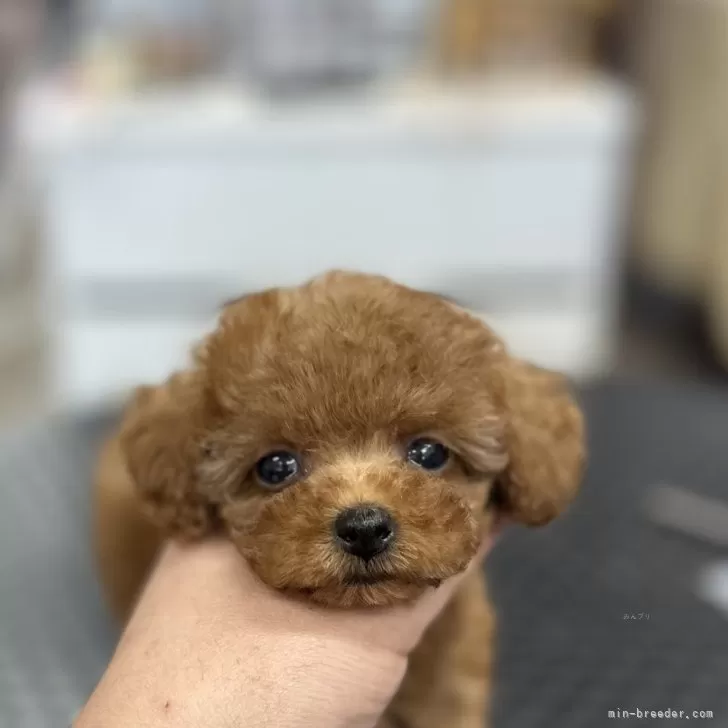 ID:2409-05755の子犬