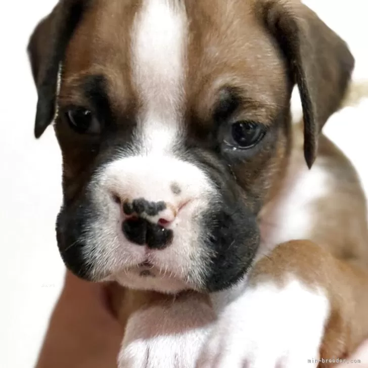 Y.T 様のお迎えした子犬