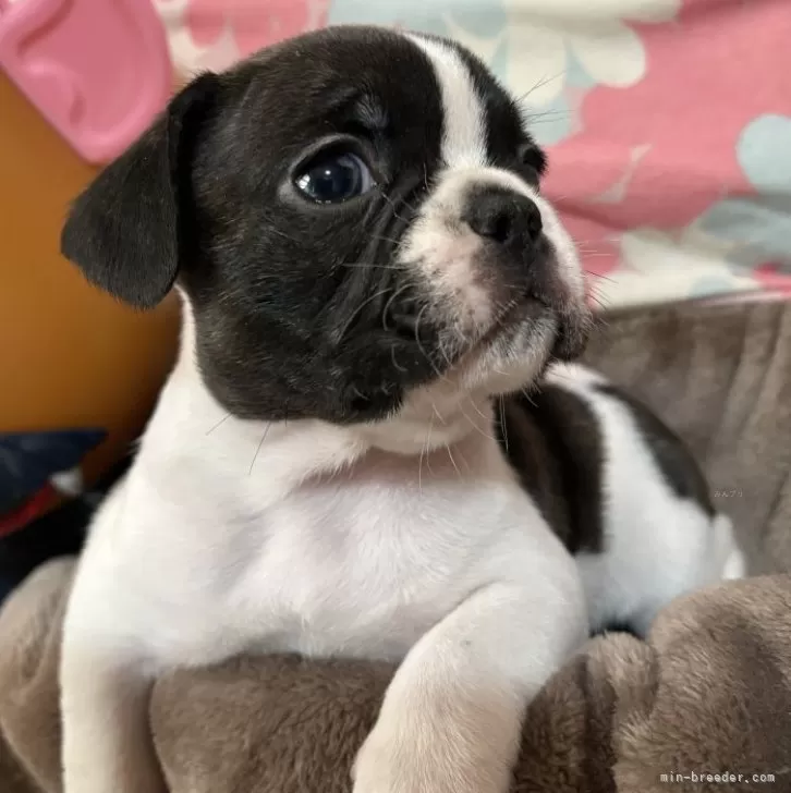 ID:2501-07212の子犬