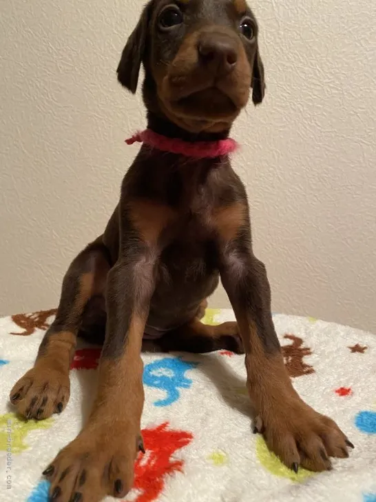 ID：2112-03058の子犬