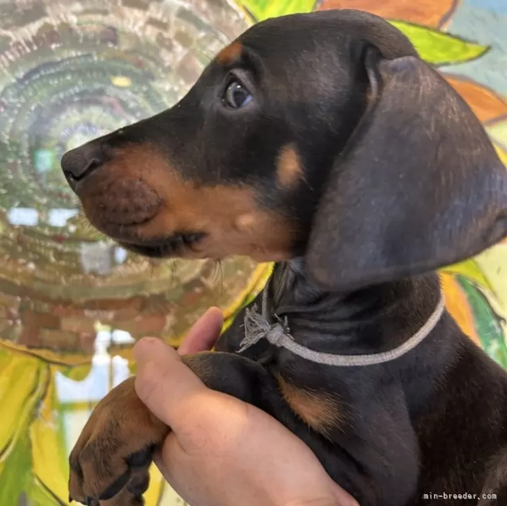 ありちゃん 様のお迎えした子犬