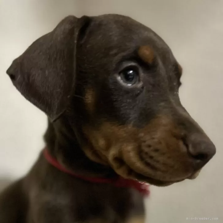 A.K 様のお迎えした子犬