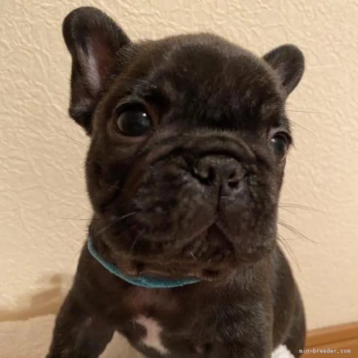 ID:2207-02146の子犬