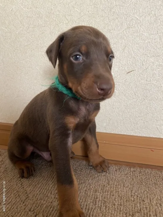 M.H 様のお迎えした子犬