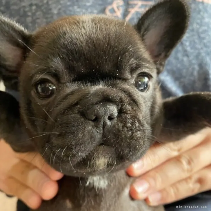 ハナコジ 様のお迎えした子犬