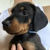 ドーベルマン【静岡県・男の子・2024年5月25日・ブラック&タン】の写真1「イケメンボーイ」