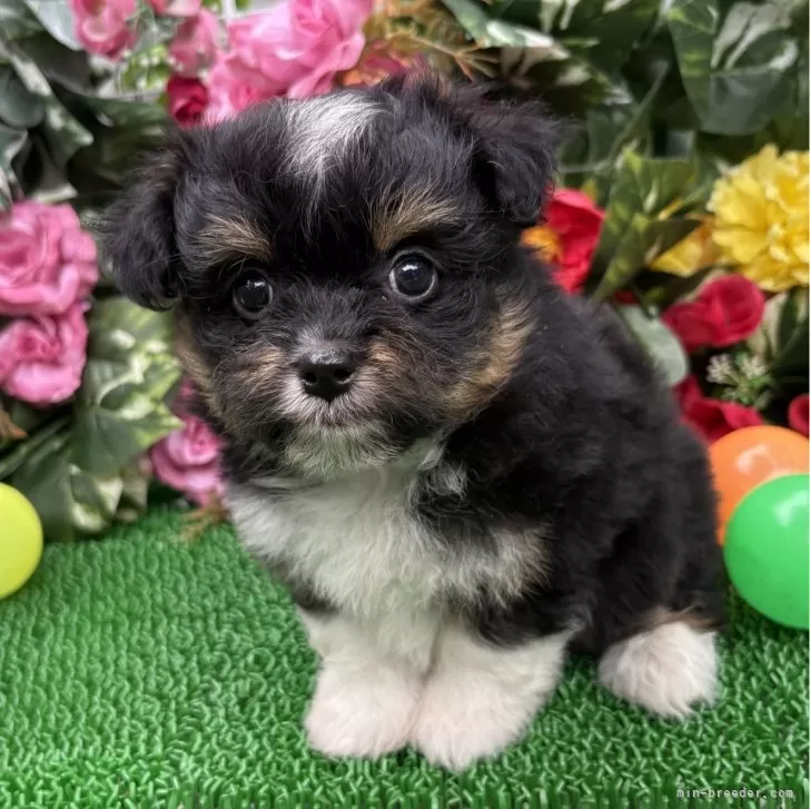 ID：2505-07397の子犬