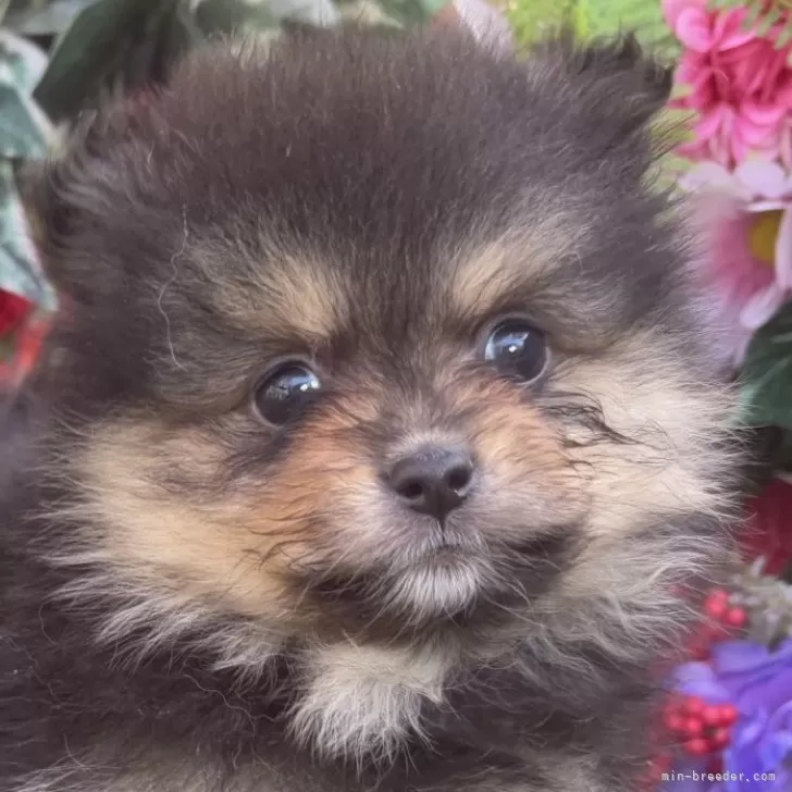 ポメラニアン【東京都・女の子・2025年10月25日・ブラックタン】の写真1