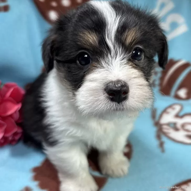 ID：2412-07151の子犬