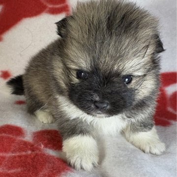 ポメラニアン【東京都・女の子・2025年10月25日・オレンジ/ホワイト】の写真「派手な色柄で将来楽しみな爆毛の女の子🎀。」