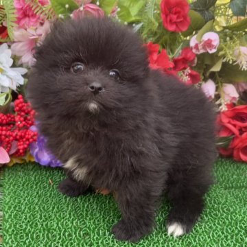 ポメラニアン【東京都・女の子・2025年10月25日・ブラック】の写真「オシャレで毛量豊かなブラックヘアーの女の子🎀」
