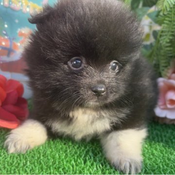 ポメラニアン【東京都・男の子・2025年10月25日・ブラック/ホワイト】の写真「ブラック/ホワイトのオシャレでダンディーな男の子」