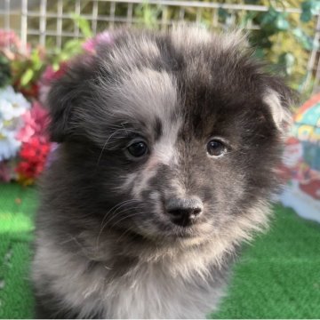 シェルポメ(ポメラニアン×シェルティ)【東京都・男の子・2025年10月10日・ブルーマール/ホワイト】の写真「人気毛色ブルーマールの素敵な男の子💐」