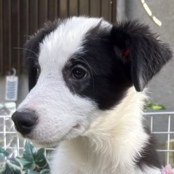 ボーダーコリー【東京都・男の子・2025年7月29日・ブラック/ホワイト】の写真「ブラック/ホワイトの素敵で可愛い男の子🌹」