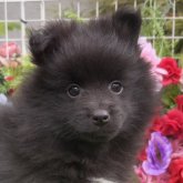 シェルポメ(ポメラニアン×シェルティ)