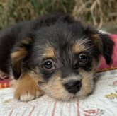 ウェルシュ・コーギー・ペンブローク