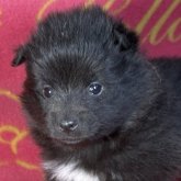 シェルポメ(ポメラニアン×シェルティ)