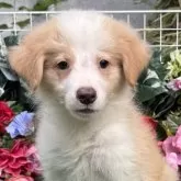 ボーダーコリー