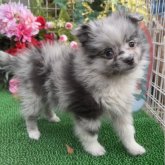 シェルポメ(ポメラニアン×シェルティ)