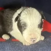 シェットランドシープドッグ