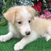 ボーダーコリー