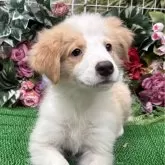 ボーダーコリー