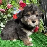 ウェルシュ・コーギー・ペンブローク【東京都・男の子・2024年12月10日・ブラックタン&ホワイト ブラックヘッド予想】の写真1