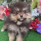 ポメラニアン【東京都・女の子・2025年10月25日・ブラックタン】の写真2