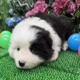 ボーダーコリー【東京都・女の子・2025年5月1日・ブラック/ホワイト】の写真4