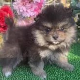 ポメラニアン【東京都・女の子・2025年10月25日・ブラックタン】の写真8